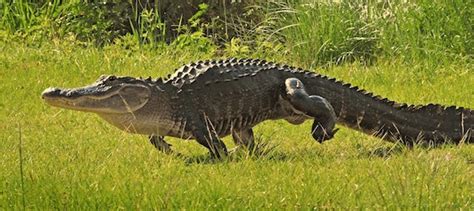 4. How Fast Can Alligators Run? | Florida Everglades ...