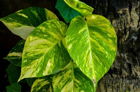4 Plantas de Interior que Necesitan Poca Luz | Fundació ...