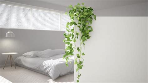 4 PLANTAS ideales para el DORMITORIO según el FENG SHUI ...