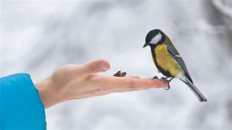 4 Reasons Why You Shouldn’t Feed the Birds  Or Any Animals  | Mental Floss