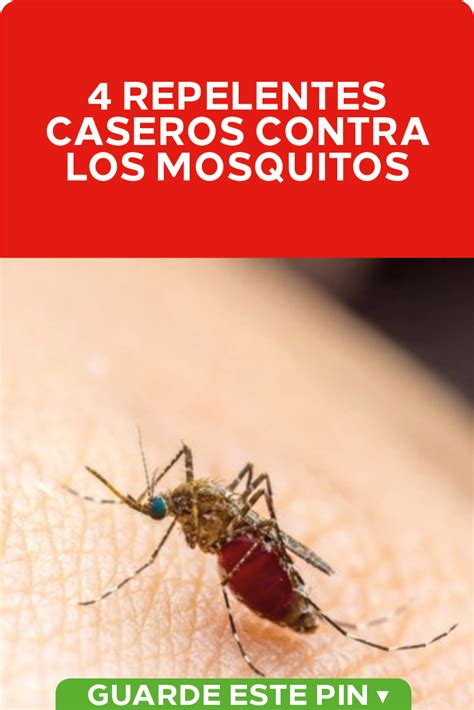 4 repelentes caseros contra los mosquitos con imágenes | Repelente de ...