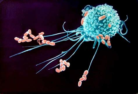 4 respuestas sobre los macrófagos | MiSistemaInmune