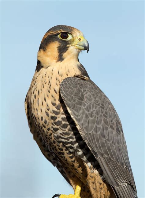 4+ Types of Falcons Species with Pictures | Peregrine ...