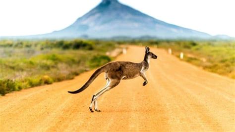 40 animales de Australia que debes conocer | Bloudit