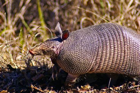 40 Animales en Peligro de Extinción en Argentina Lifeder