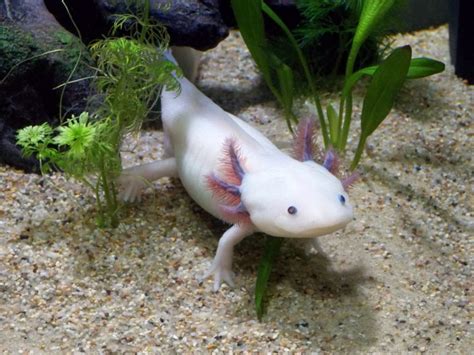 40 Axolotl Facts About These Adorable Amphibians | Facts.net
