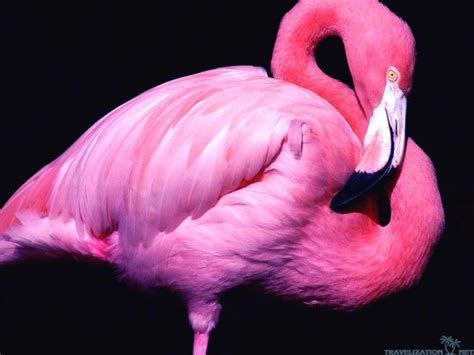 40 Beautiful Pictures of Pink Flamingo Birds   Tail and Fur