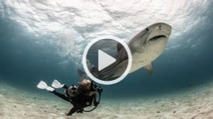 40 cosas más peligrosas que los tiburones
