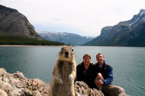 40 Most Hilarious Animal Photobombs Ever! #14 Is A Really ...