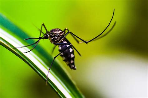 40 Surprising Mosquito Facts About The World s Deadliest Animal