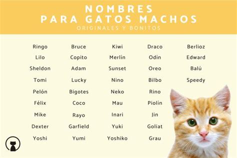 400 nombres para gatos machos   Originales, bonitos y con significado