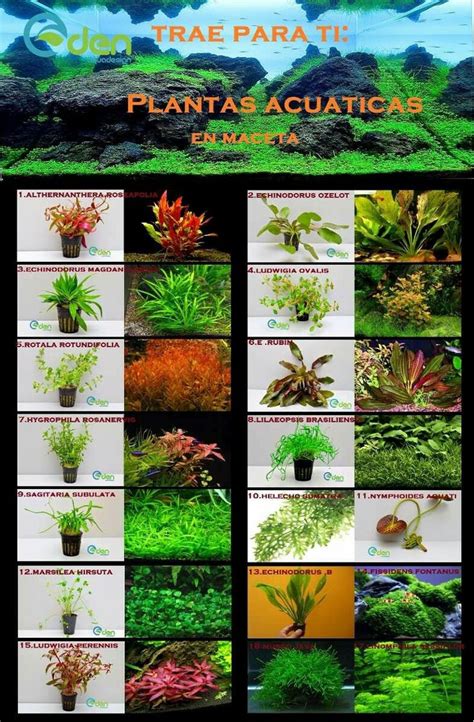 41 best plantas acuáticas images on Pinterest | Ponds ...