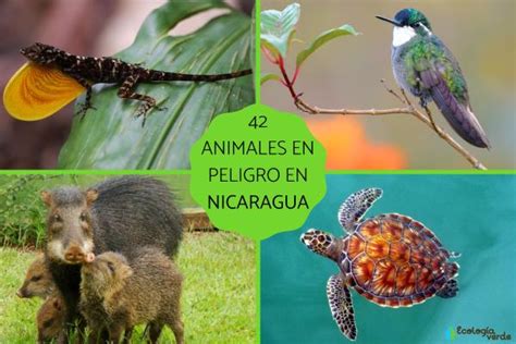 42 ANIMALES en PELIGRO de EXTINCIÓN en NICARAGUA   Nombres ...