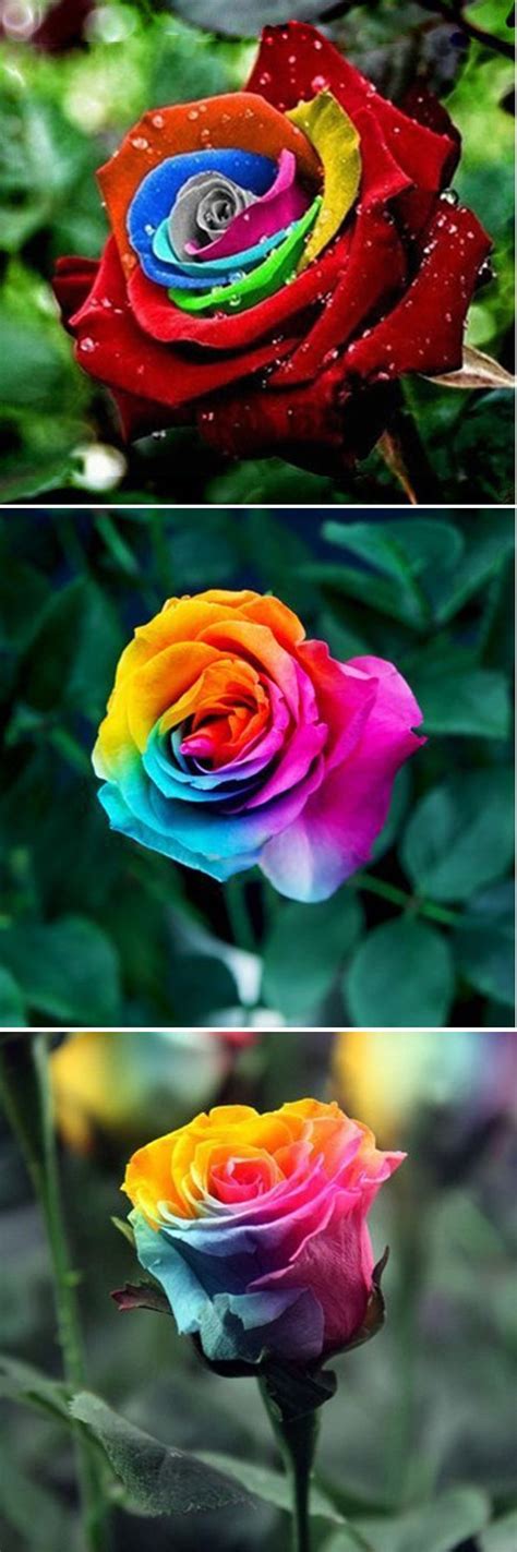 420 best Roses images on Pinterest | Beautiful roses ...