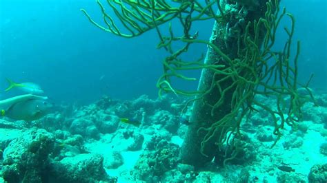 #4318, Buceando en arrecife plantas marinas junto a pilar ...