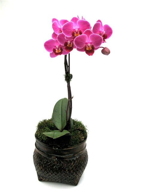 44 best images about Orchid Plant Gift Ideas on Pinterest ...