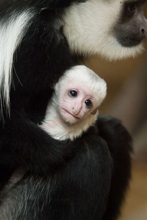 44 best images about Playful Primates on Pinterest ...