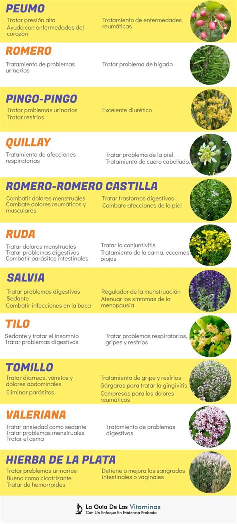 44 plantas medicinales, para qué sirven y como cultivarlas ...
