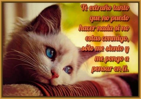 45 Imágenes de gatitos tiernos con frases y mensajes ...