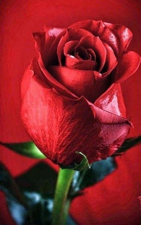 45 Imágenes de Rosas Rojas Hermosas
