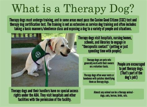 48 best images about Therapy Dog Training on Pinterest | Venice florida ...