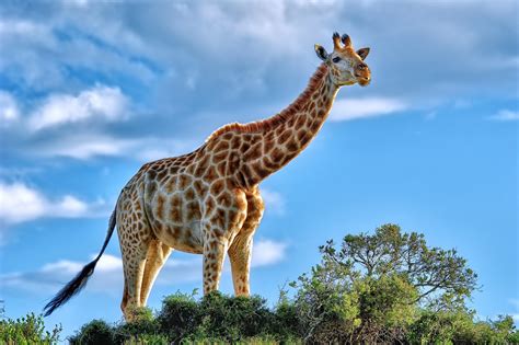 4K Giraffe Wallpapers High Quality | Download Free