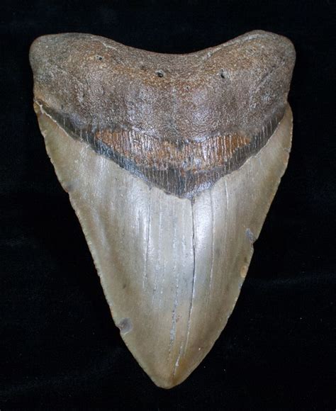 5.05 Inch Megalodon Shark Tooth For Sale  #4182 ...