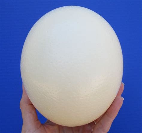 5 1/2 inches Real African Ostrich Egg for Sale for Carving Egg