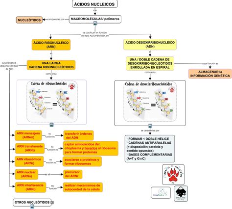 5.2 Clasificación de los ácidos nucleicos