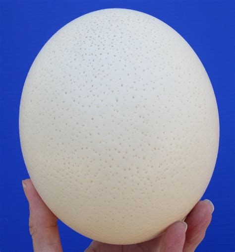 5 3/4 inches Tall Empty Ostrich Egg for Sale for Decorating