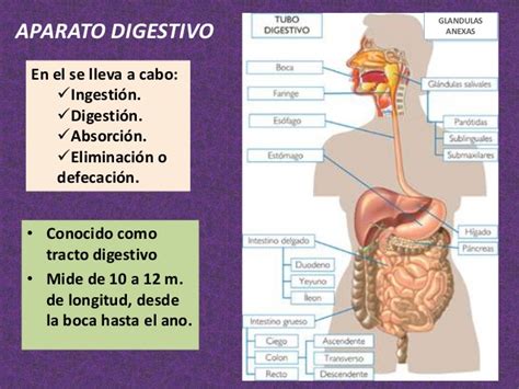 5.3 ap. digestivo