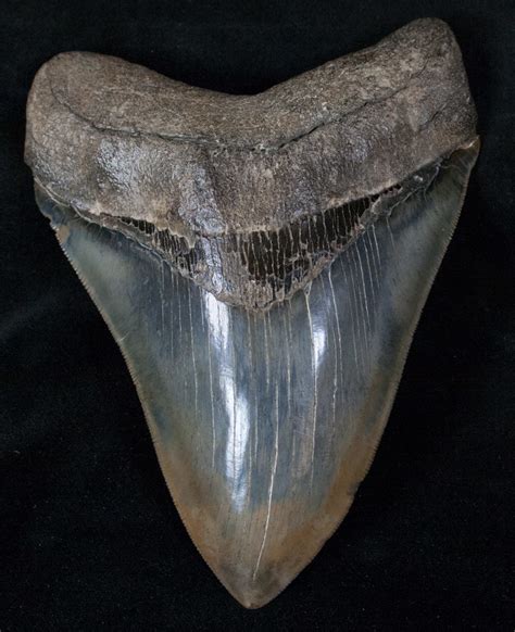 5.78  Collector Quality Megalodon Tooth For Sale  #13272 ...