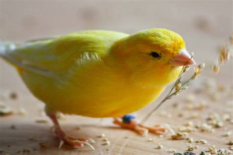 5 alimentos básicos en las aves   Pet s Life