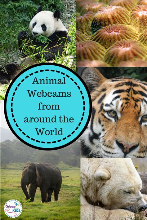5 Animal Webcams for Kids ~ Science is for Kids