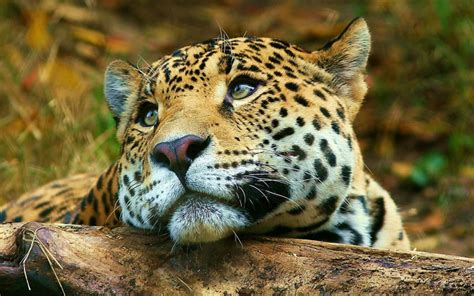 5 animales argentinos en grave peligro de extinción