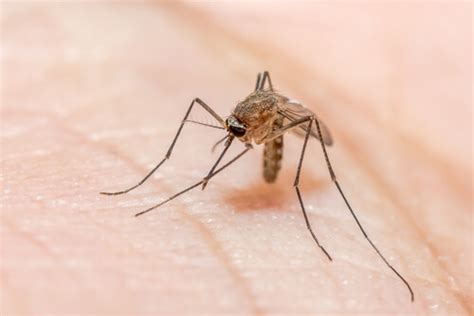 5 animales que comen mosquitos   Mis Animales