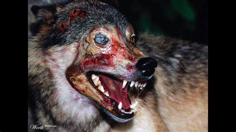 5 animales Zombies REALES del Mundo/Sufrimiento extremo ...