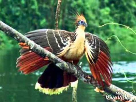 5 Aves e pássaros da Amazônia   YouTube