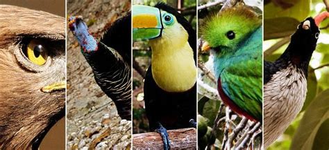 5 aves emblemáticas de México | México Desconocido