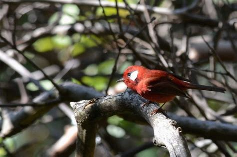5 aves que pueden encontrar en la Ciudad de México   Mexicanísimo