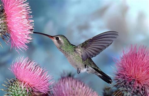5 aves que se alimentan de néctar que quizás no conocías