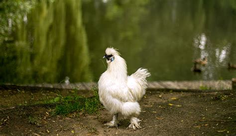 5 Bantam Chickens Perfect For Your Small Backyard   Hobby ...