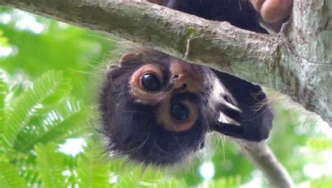 5 cosas que no sabías del mono araña