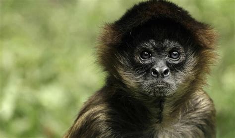 5 cosas que no sabías del mono araña – mimus.mx