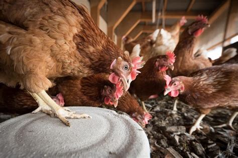 5 Cuidados de las gallinas ponedoras que debes aplicar