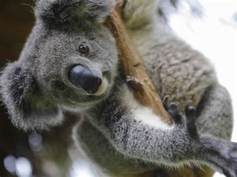5 curiosidades sobre los koalas