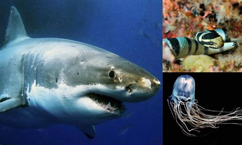 5 de los animales más peligrosos del mar | [Con Imágenes]