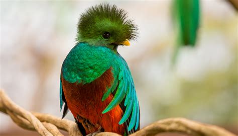5 de septiembre: Se celebra el día del Quetzal
