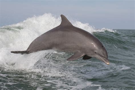 5 delfines oceánicos — Mis animales