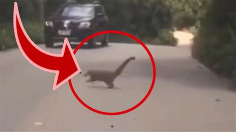 5 Dinosaurios Vistos En La Vida Real   YouTube
